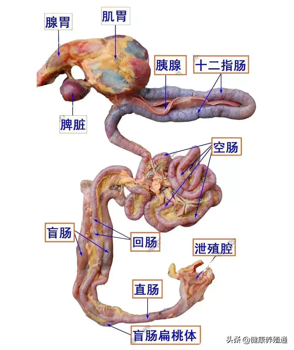 家禽与家禽解剖的不同点,家禽疾病诊断及解剖步骤