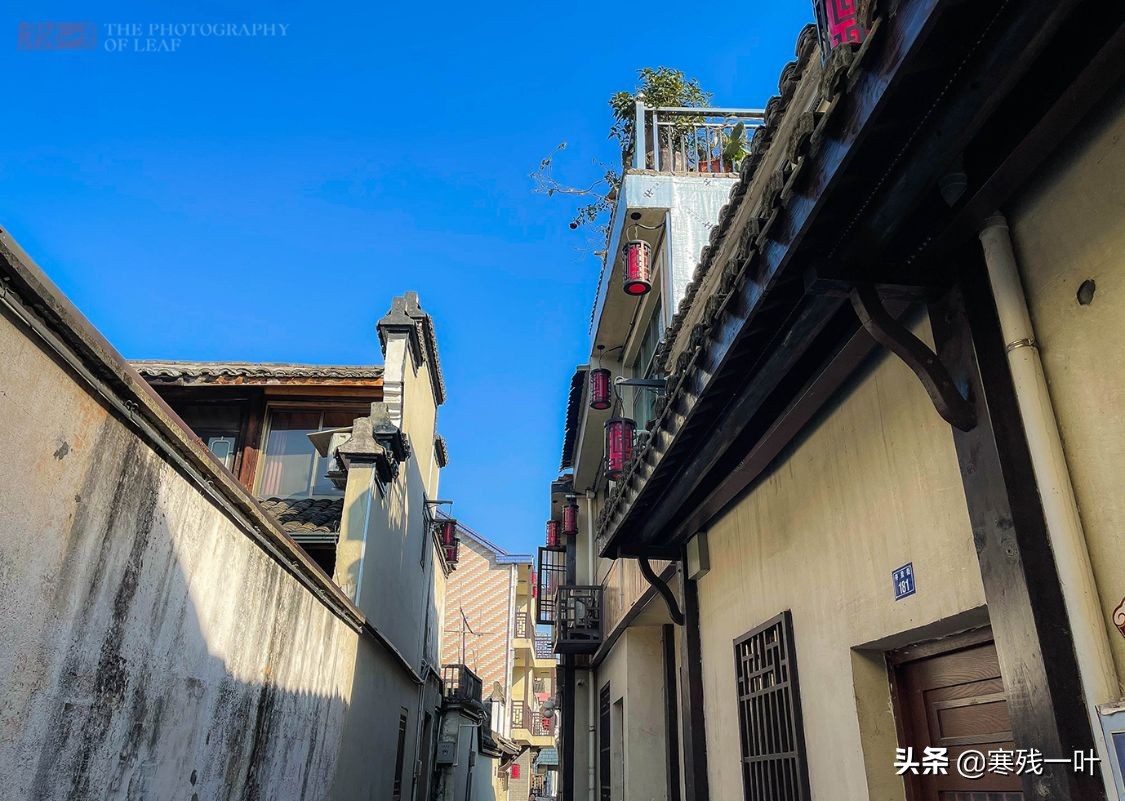 千年古镇的狗选美大赛,千年古镇一场狗狗大赛