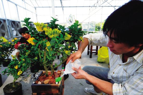 盆景佛手怎么养殖的视频,佛手树桩盆景制作教程