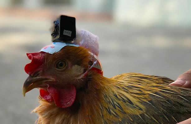 关于鸡的这些冷知识,你都知道吗?