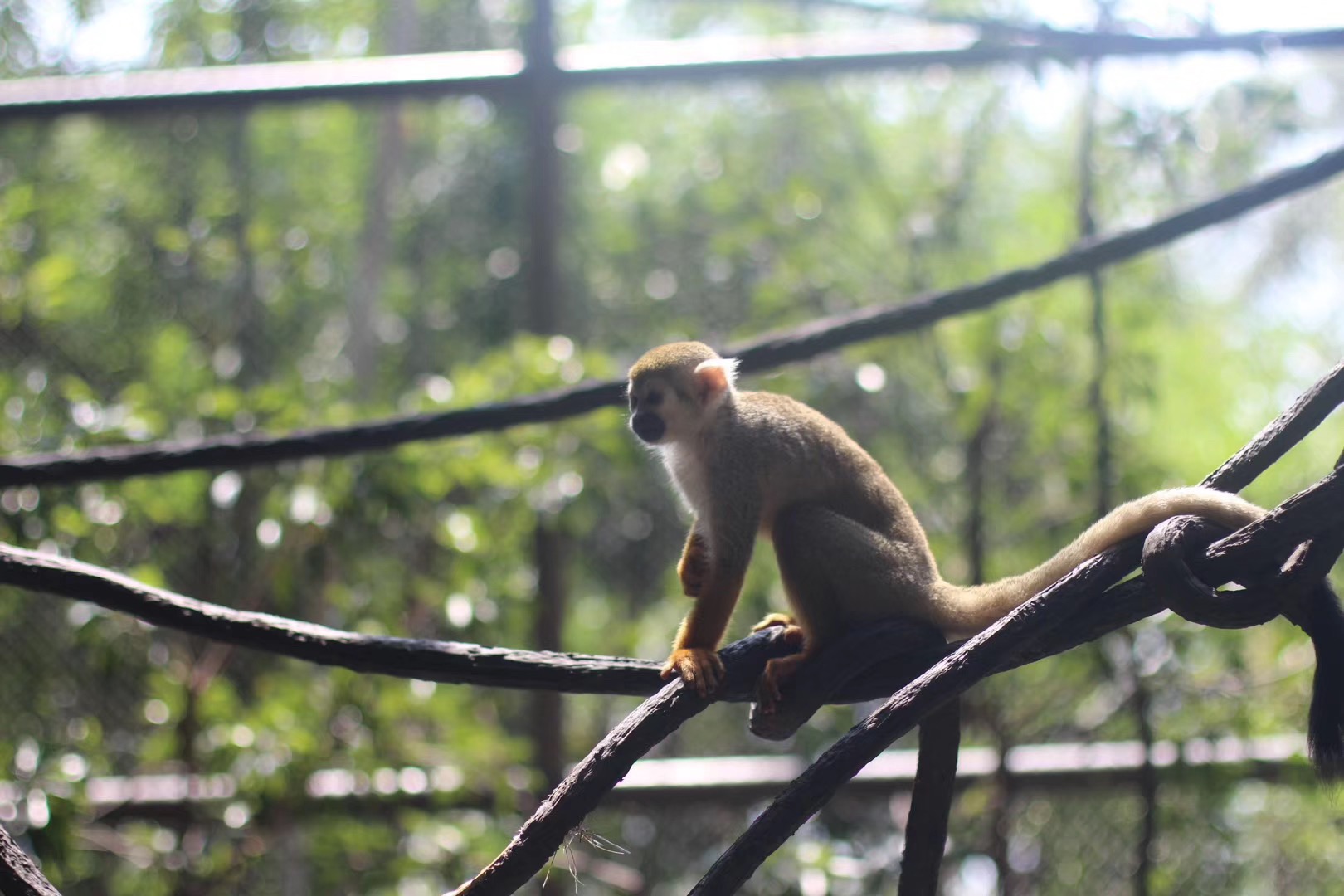 游玩广州长隆动物世界攻略,长隆动物王国旅游攻略