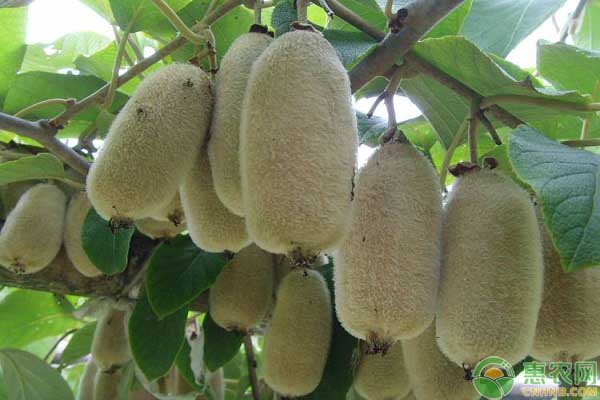 明年挣钱的几大种植项目大全,7个适合农村创业致富的种植项目