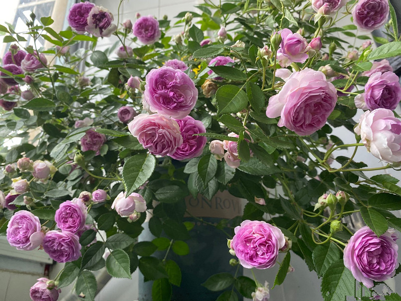 麻吉婶婶，专为阳台而生的盆栽月季，花朵又美又香，花期几乎全年