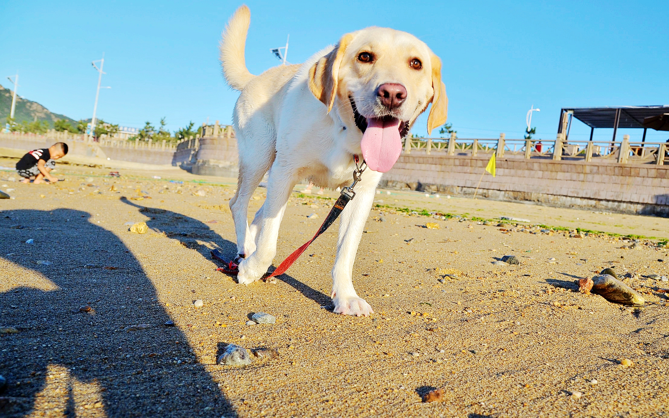 怎样养好狗养狗要注意什么,新手养狗狗该怎么养