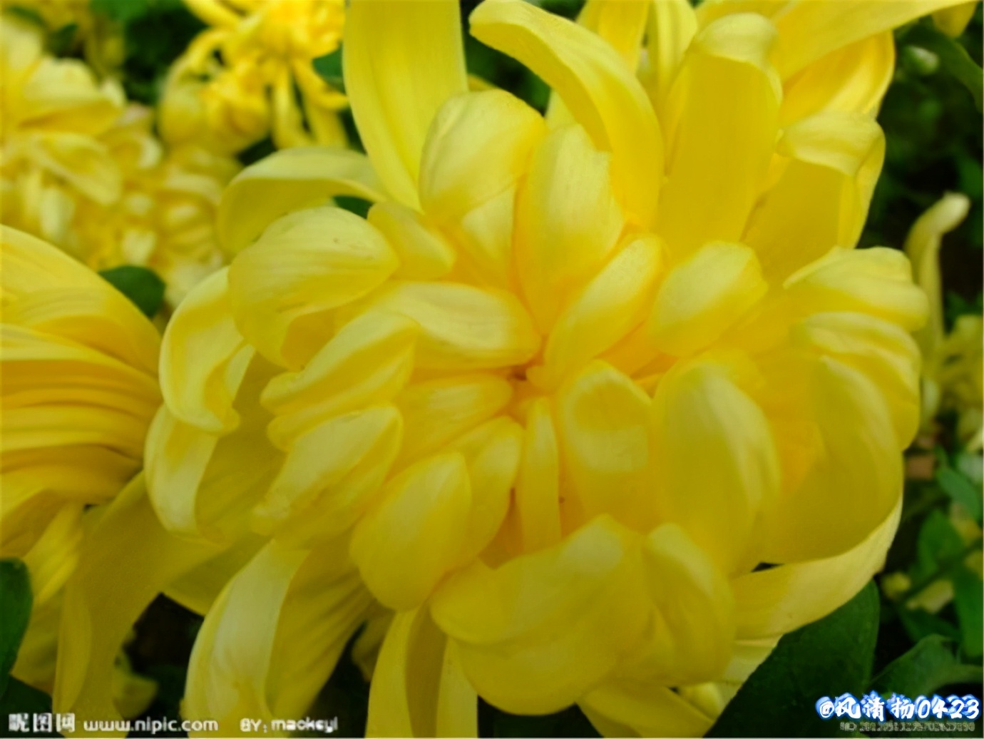 龙姓基因,龙基因斗鱼