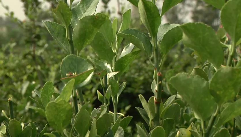 偃师区！美了！富了