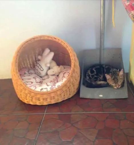 “乱买东西，猫骂了我三天！”