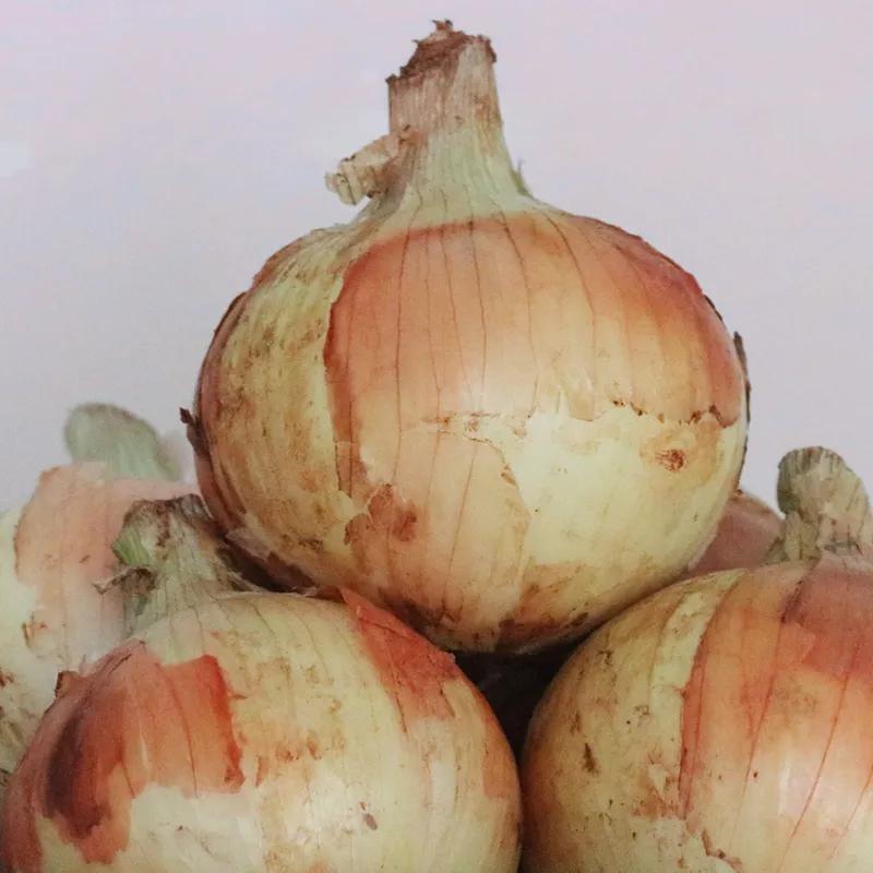 “太大了，立马下锅！”元谋出口级黄皮洋葱已到货，25万吨滞销洋葱等你来拼单！