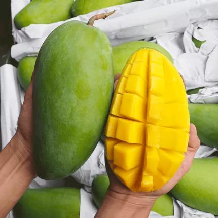 鑺掓灉娌欏啺澶忓ぉ娓呭噳,澶忔棩鑺掓灉娌欏啺