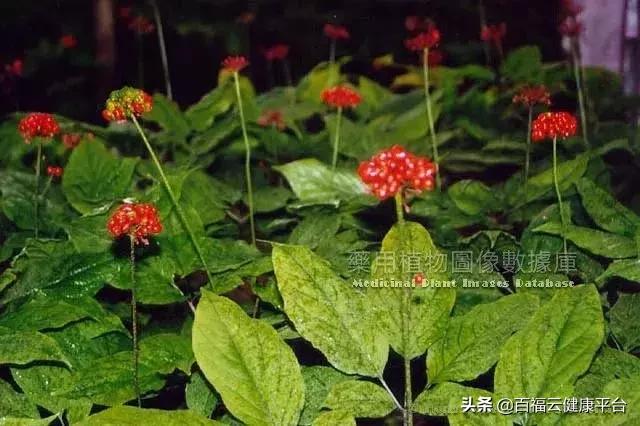 每周一药人参的功效,每天认识一味药人参