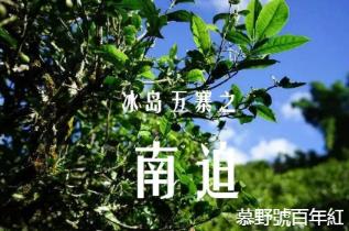 洪普号冰岛五寨黄金叶,冰岛五寨古树黄金叶