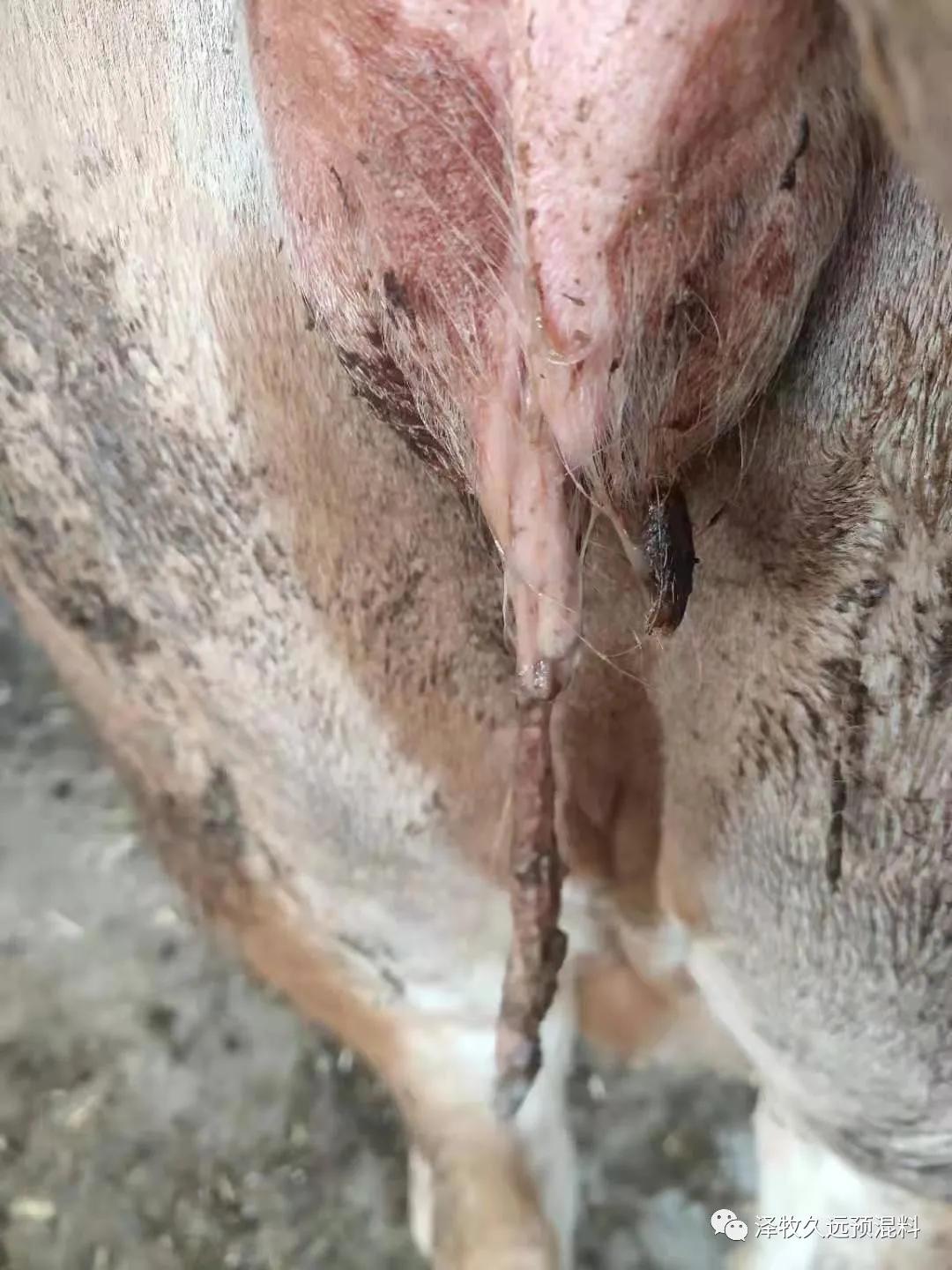 流清≠流产，母牛怀孕各个时期流产是什么症状？