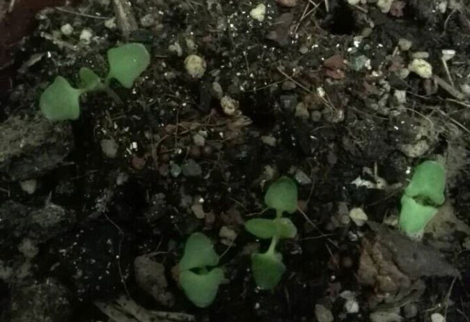 如何种薰衣草种子,什么时候种薰衣草