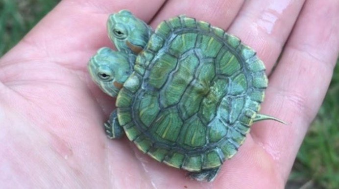 美国双头蛇同时吞下2只老鼠,双头蛇进食老鼠