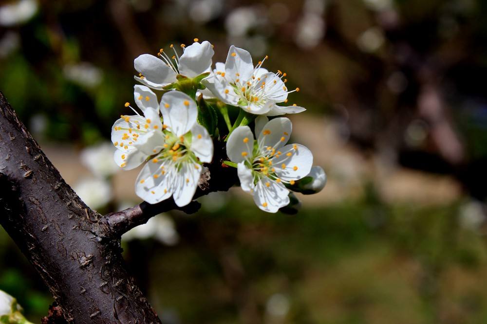梅子杏子李子果实的区别,梅子和李子有什么区别