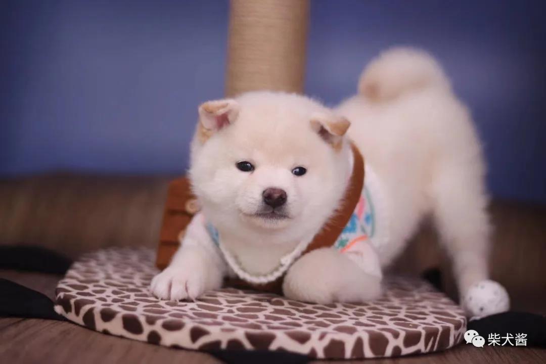 哪里买柴犬最靠谱,买柴犬在哪买比较靠谱