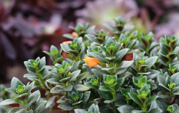 金鱼吊兰要什么样的枝条可以扦插,扦插金鱼吊兰生根最快方法