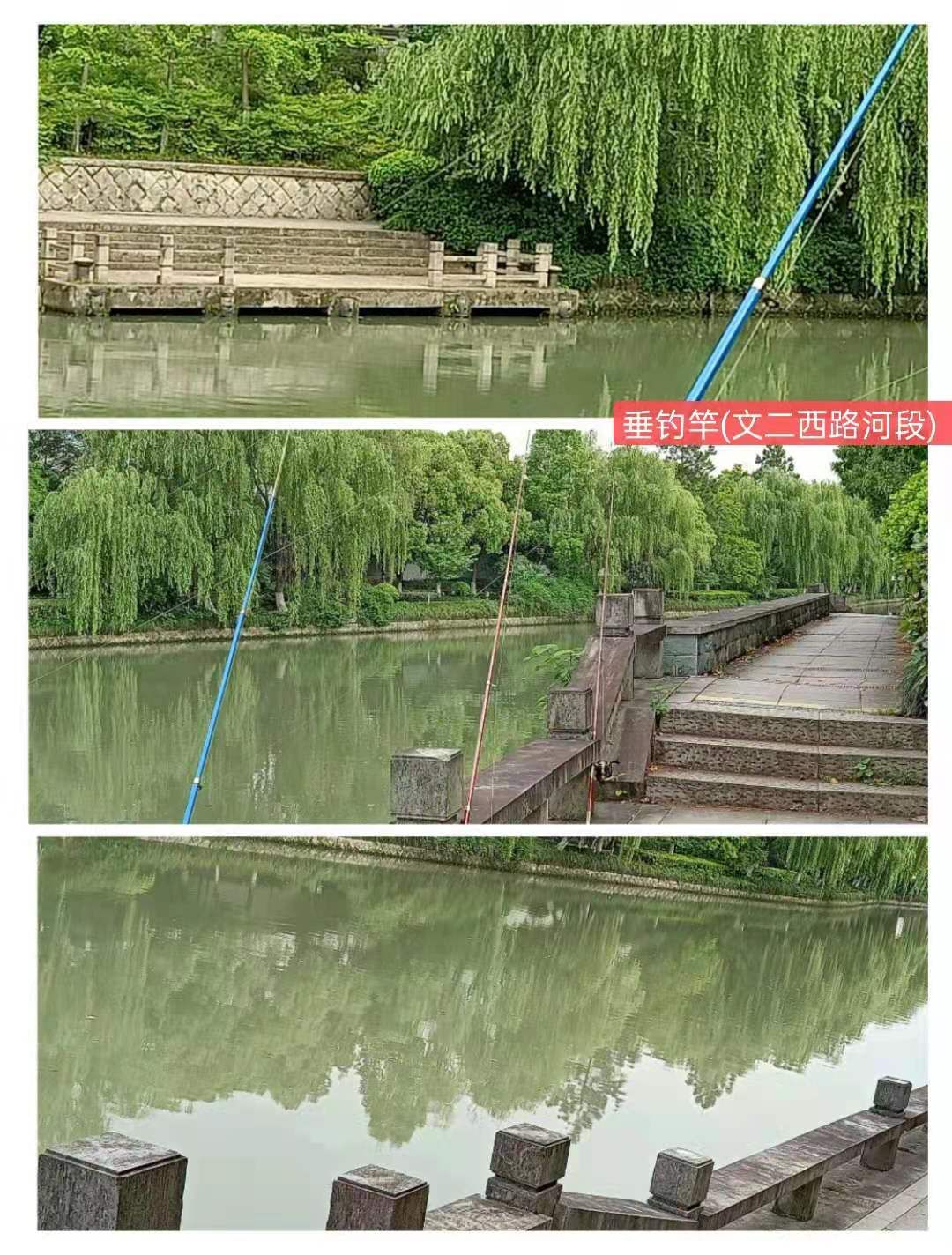 紫荊港源紫荊花紫荆港河穿八桥绿道两岸垂钓人双手活柯野生甲鱼