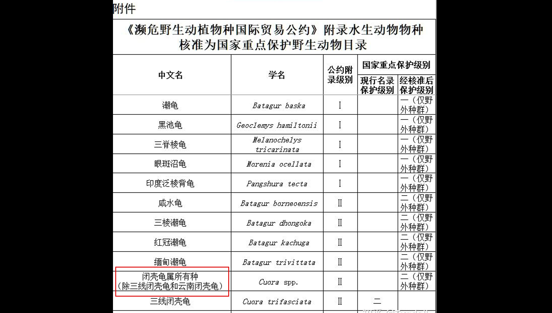 黄缘龟闭壳怎么办,黄缘闭壳龟经营方法