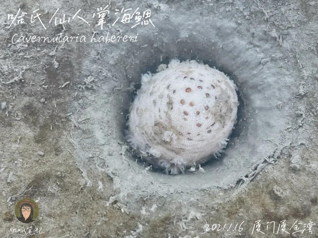 鼓浪屿赶海抓虫,鼓浪屿赶海佛手螺