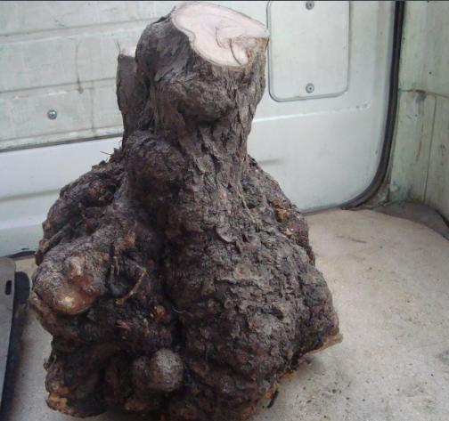 农村十大名贵木材,农村哪些木材比较好