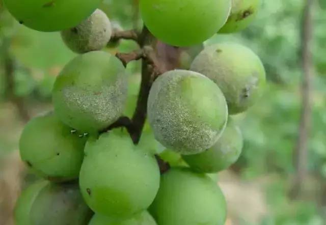 葡萄病害防治识别图谱,葡萄病害鉴定图谱