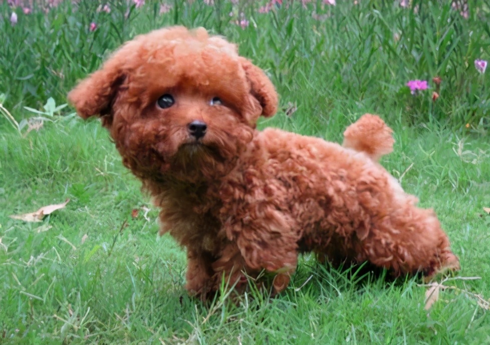 小狗被摔了一下怎么办,小狗被玻璃划伤了应该怎么治疗