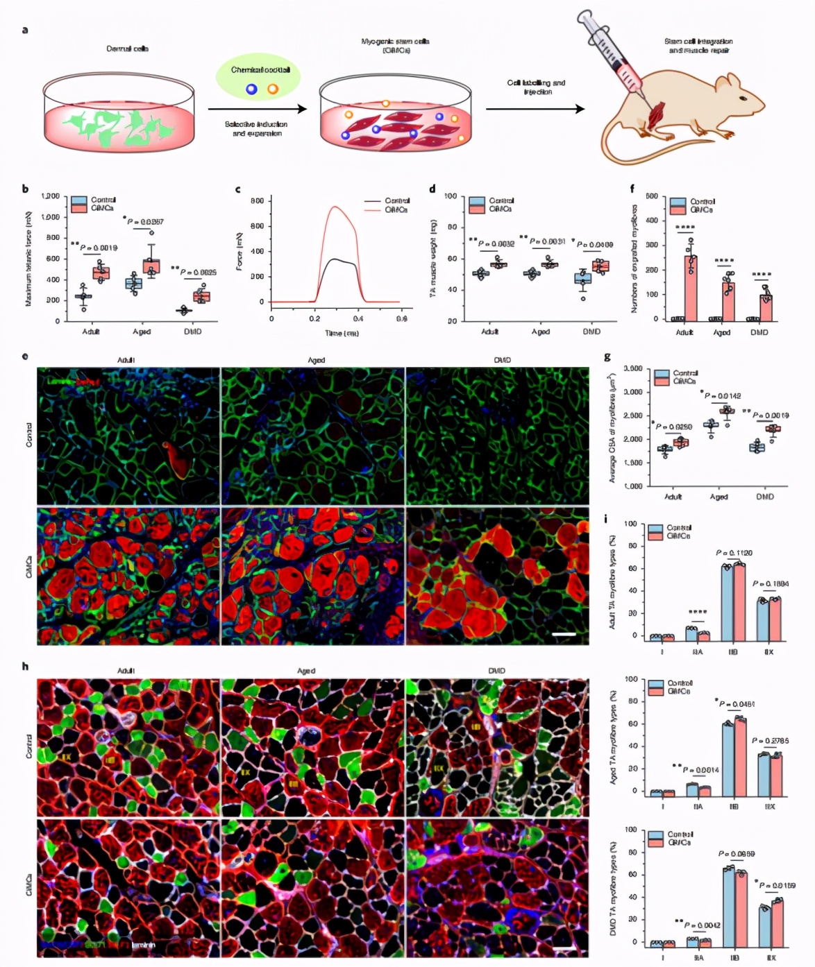 攻克单能干细胞疗法难题!科学家实现肌肉干细胞体内外高效扩增