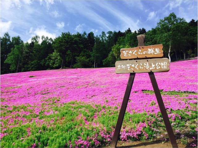 北海道赏樱住宿,北海道赏樱手册