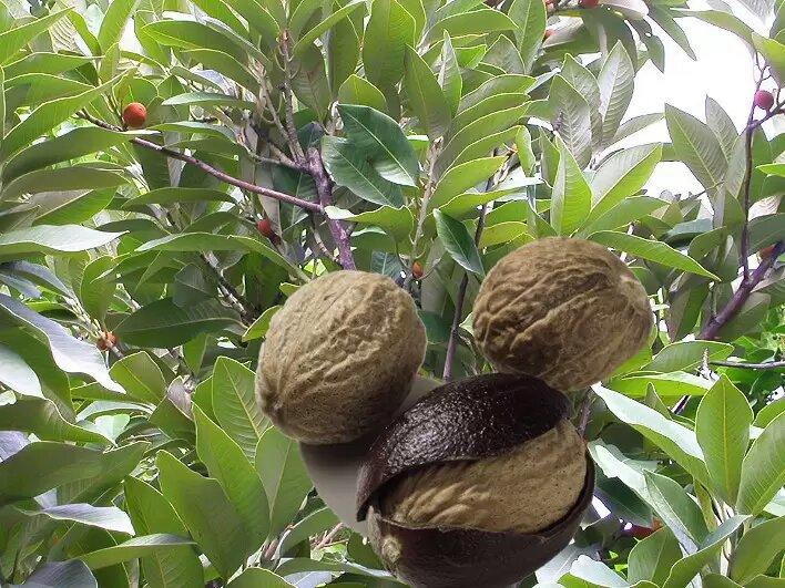 各种香料的属性与搭配,各种香料调料的配方共十八种