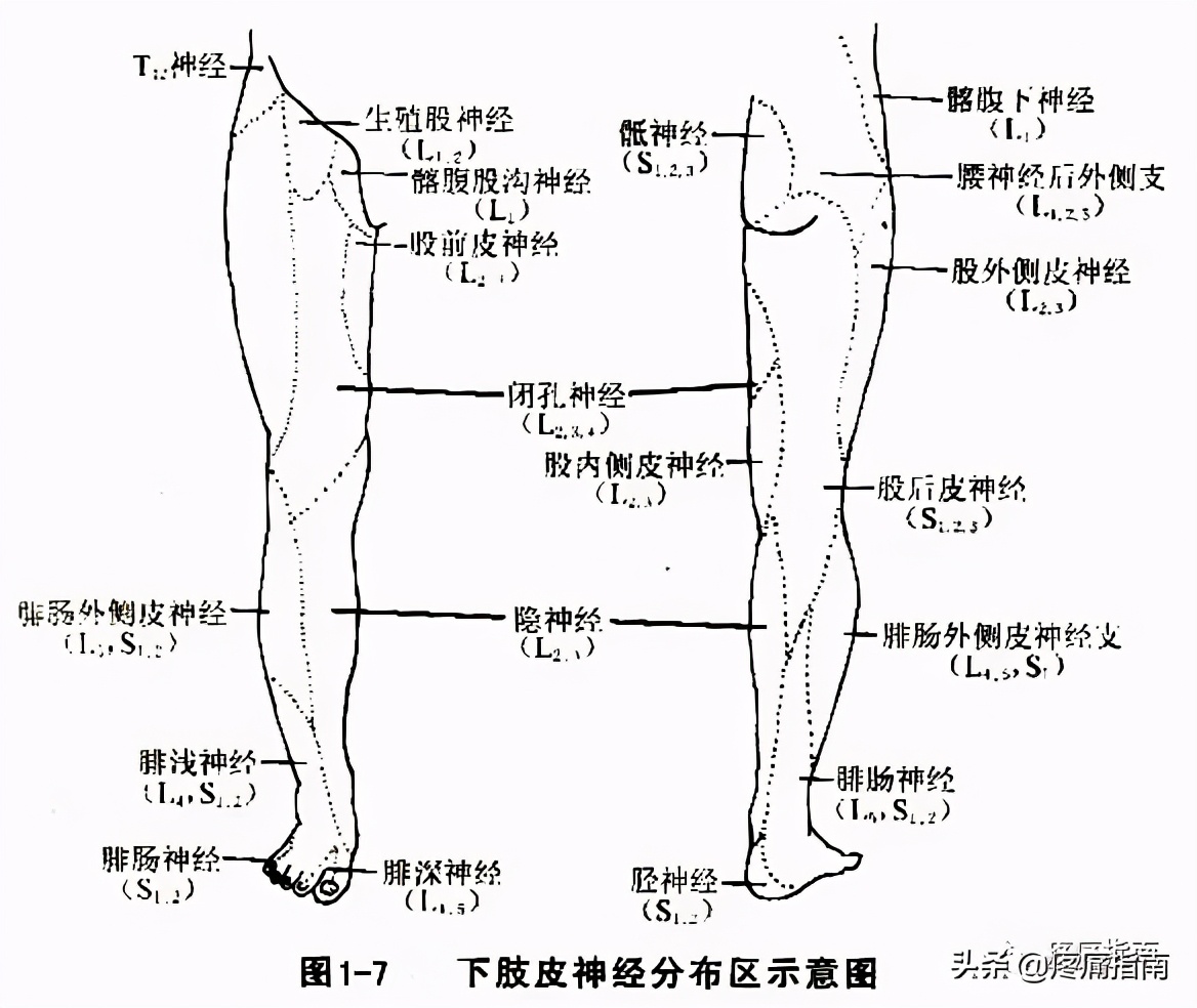 针刀治疗慢性膝关节炎详解图片,针刀治疗膝关节炎教学视频