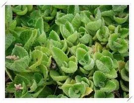 一口黄牙毁了一张脸视频,一口黄牙影响颜值