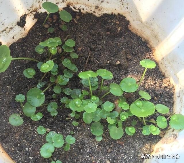 冬季土培铜钱草怎么养才能更旺盛,铜钱草冬季怎么养才能更旺盛