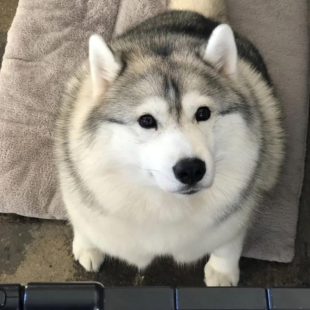 二哈减肥,为什么二哈会变瘦