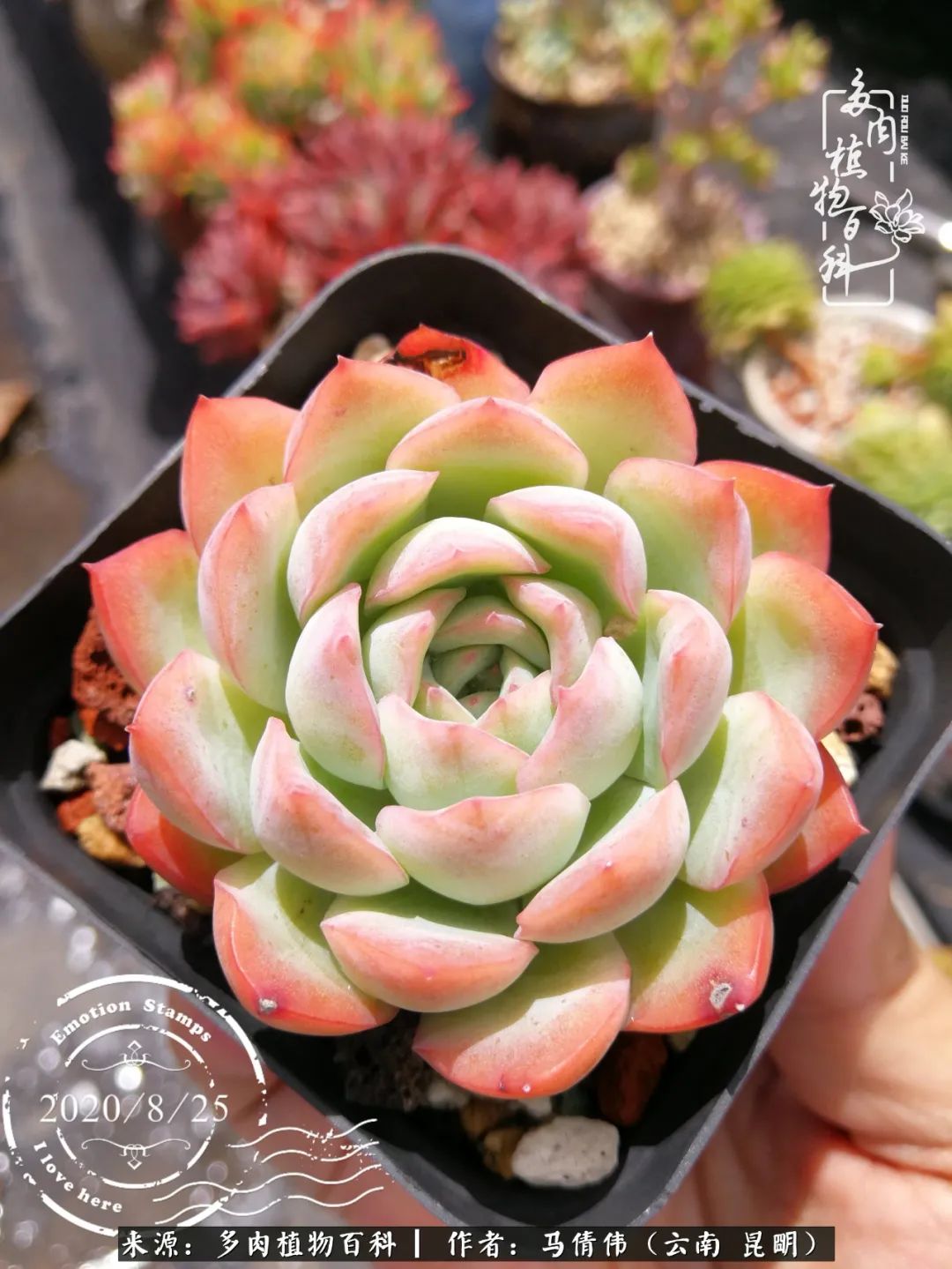 熬过了夏天的多肉,多肉熬过夏天惊艳整个秋天