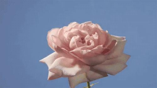 丹泽欧雅,丹泽欧雅富勒烯多肽焕颜面膜