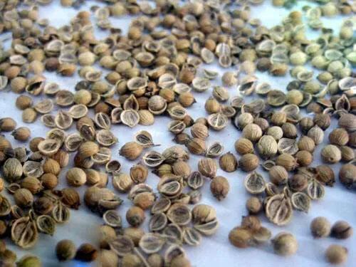 香菜种子最快发芽的处理方法,香菜种子覆土厚了还能出苗吗