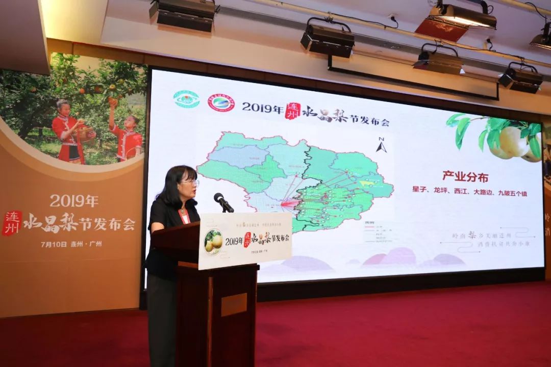 “彩带串珠”精彩纷呈！2019连州水晶梨采摘节发布会在广州举行