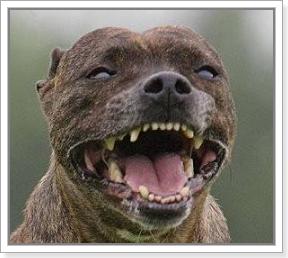 碰到恶狗咬人怎么保护自己,遇到恶犬如何防止被咬