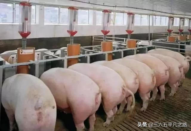 飞天猪2019年,飞天猪最新新闻