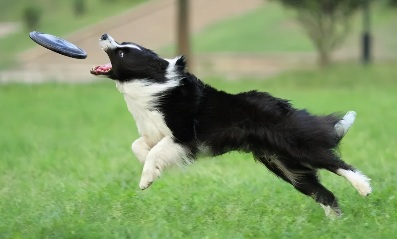 边牧智商第一为什么不做警犬,边牧那么聪明为啥当不了警犬