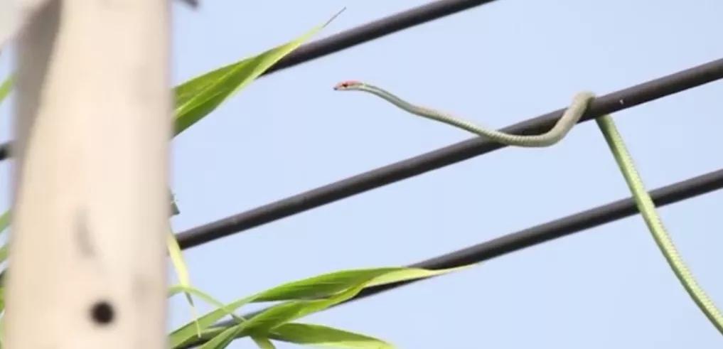 青蛇为觅食爬上电线杆，被乌鸦耍弄，困在电线上两天了，命悬一线
