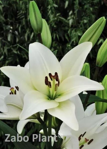 百合怎么样养得更持久,百合新手