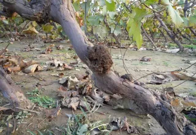 葡萄病害防治识别图谱,葡萄病害鉴定图谱