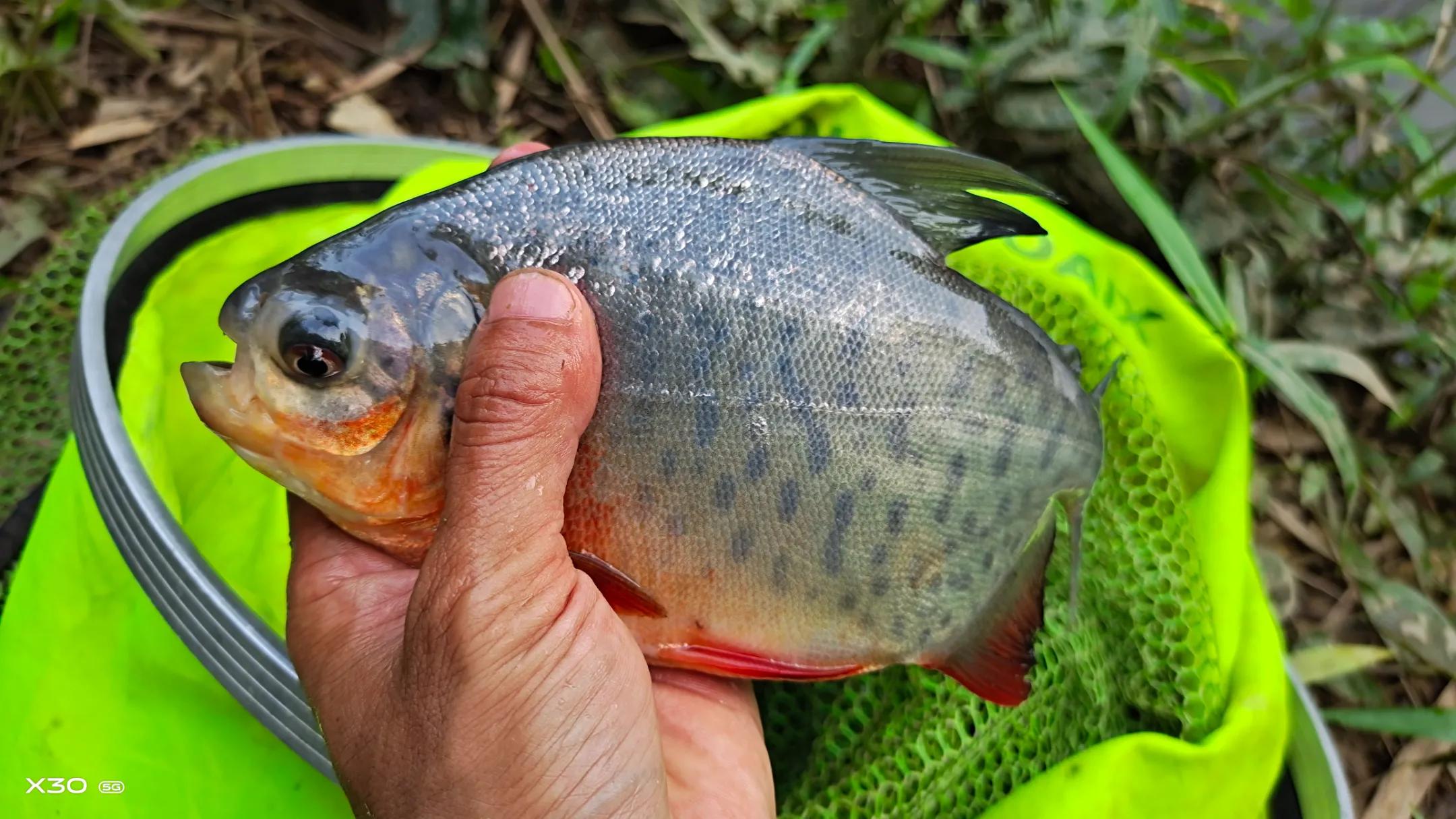 “伤人鱼”排名了，钓到解钩需小心，轻则疼痛几天，重则截肢