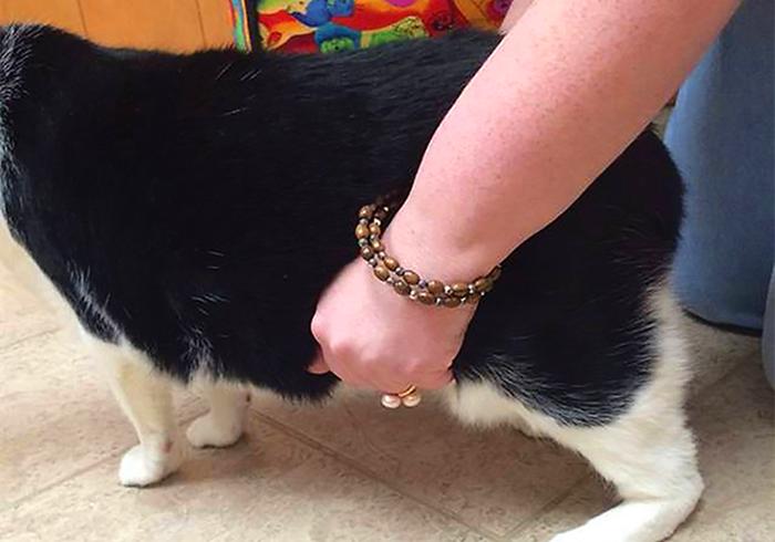 肺部结节跟猫咪有关系吗,辟谣得了肺结节