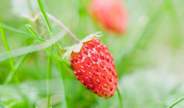 草莓叶子干了还是绿的,草莓叶子变黄是缺什么