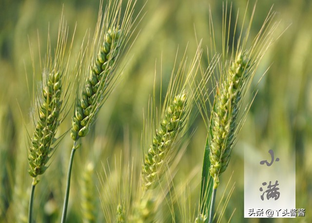 明天小满6种当季水果清凉又美味,小满节气吃什么水果蔬菜最好