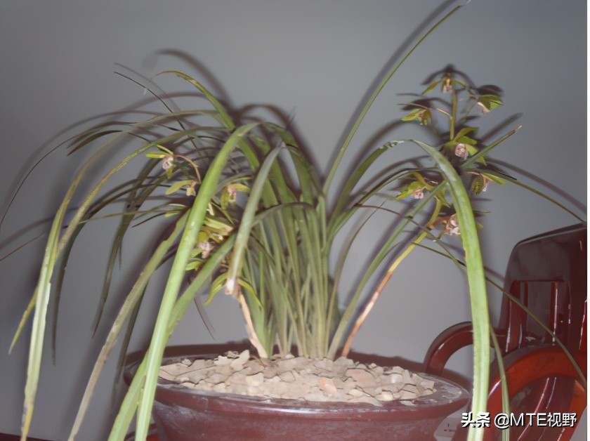 钑欏叞澶氳姳骞介鍥剧墖澶у叏,钑欏叞骞介鏄粈涔堟剰鎬濆晩