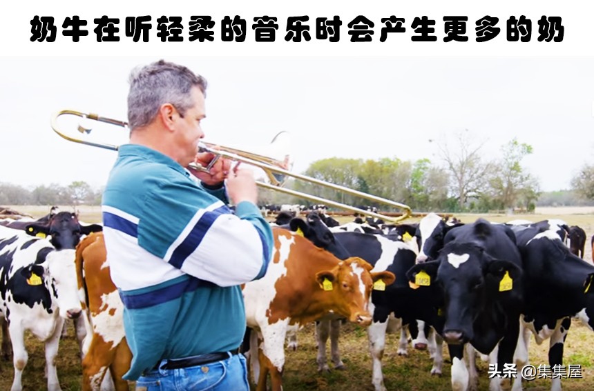 学习动物的基本知识,关于动物的20个问题